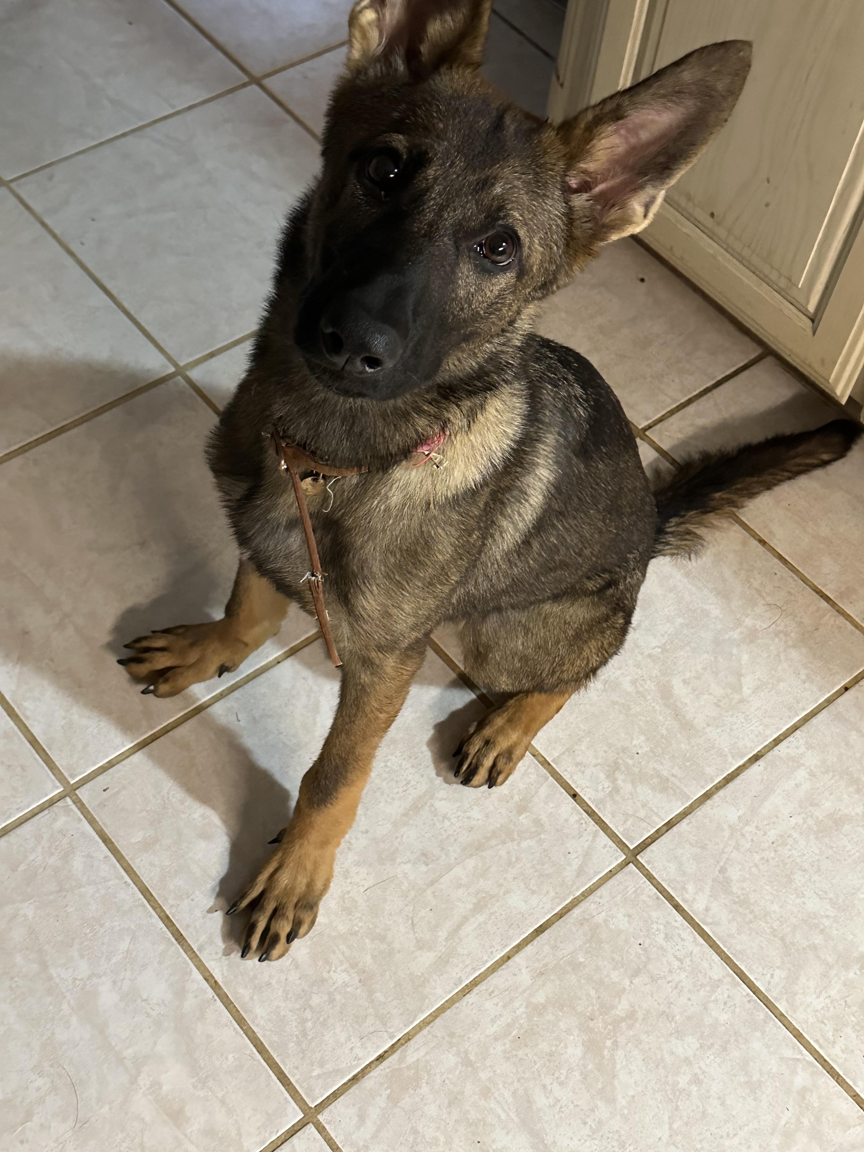Enlarge Kai, a Adopted German Shepherd Dog in College Station, TX image 1/2
