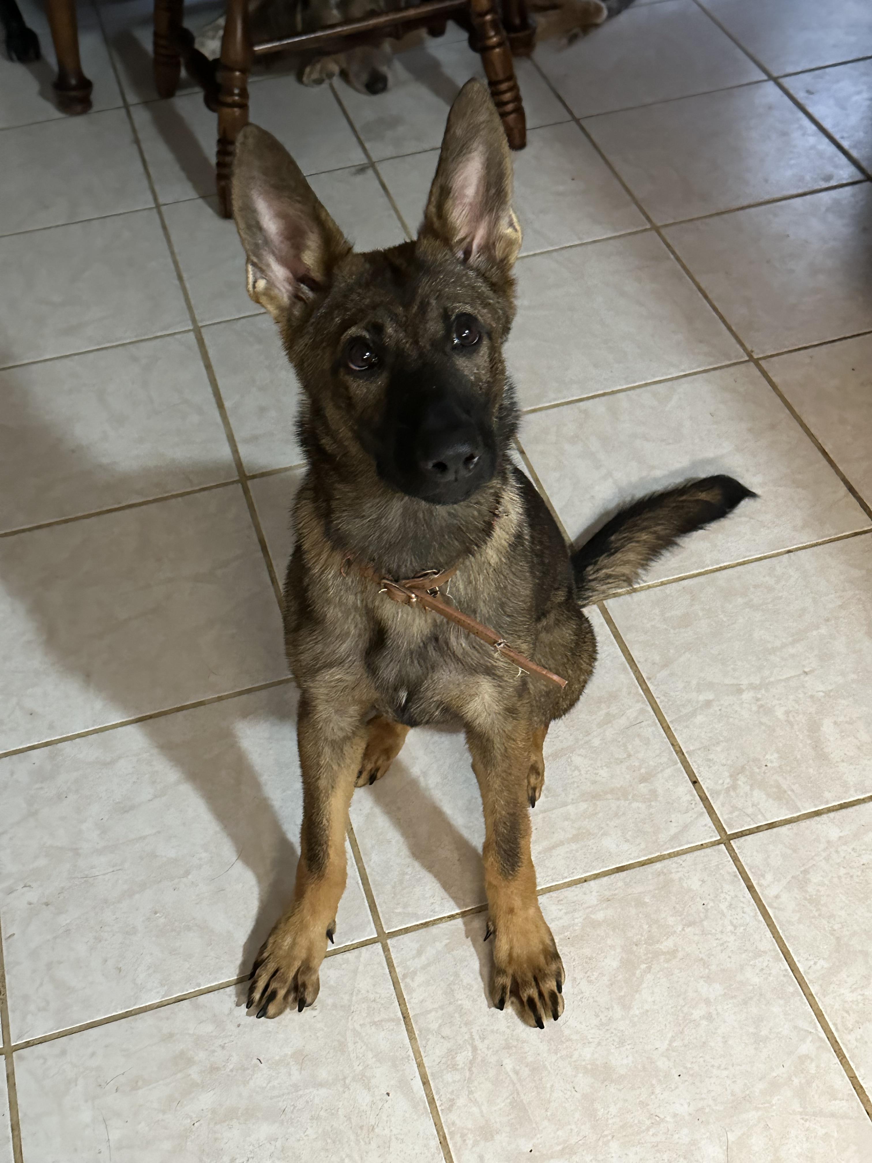 Enlarge Kai, a Adopted German Shepherd Dog in College Station, TX image 2/2