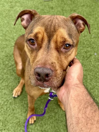 Cecil, a Adoptable mixed breed in Wichita, KS image 2/3