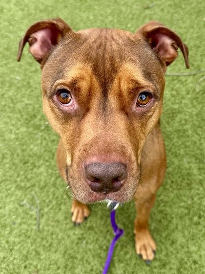 Cecil, a Adoptable mixed breed in Wichita, KS image 3/3