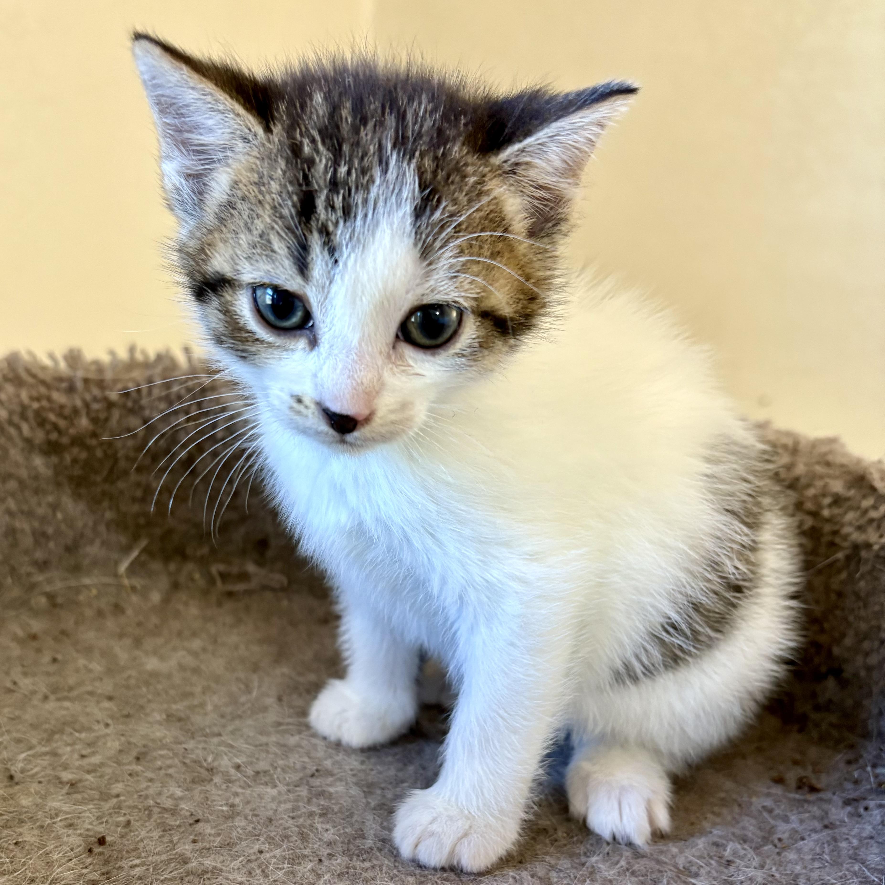 Enlarge Chalupa, an adopted Domestic Short Hair in Akron, OH image 1/1