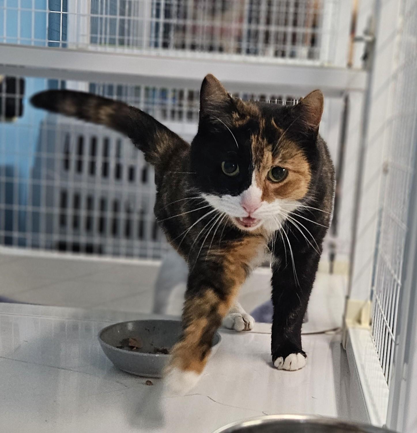 Katinka, ADOPTABLE, Adult Female Domestic Short Hair.