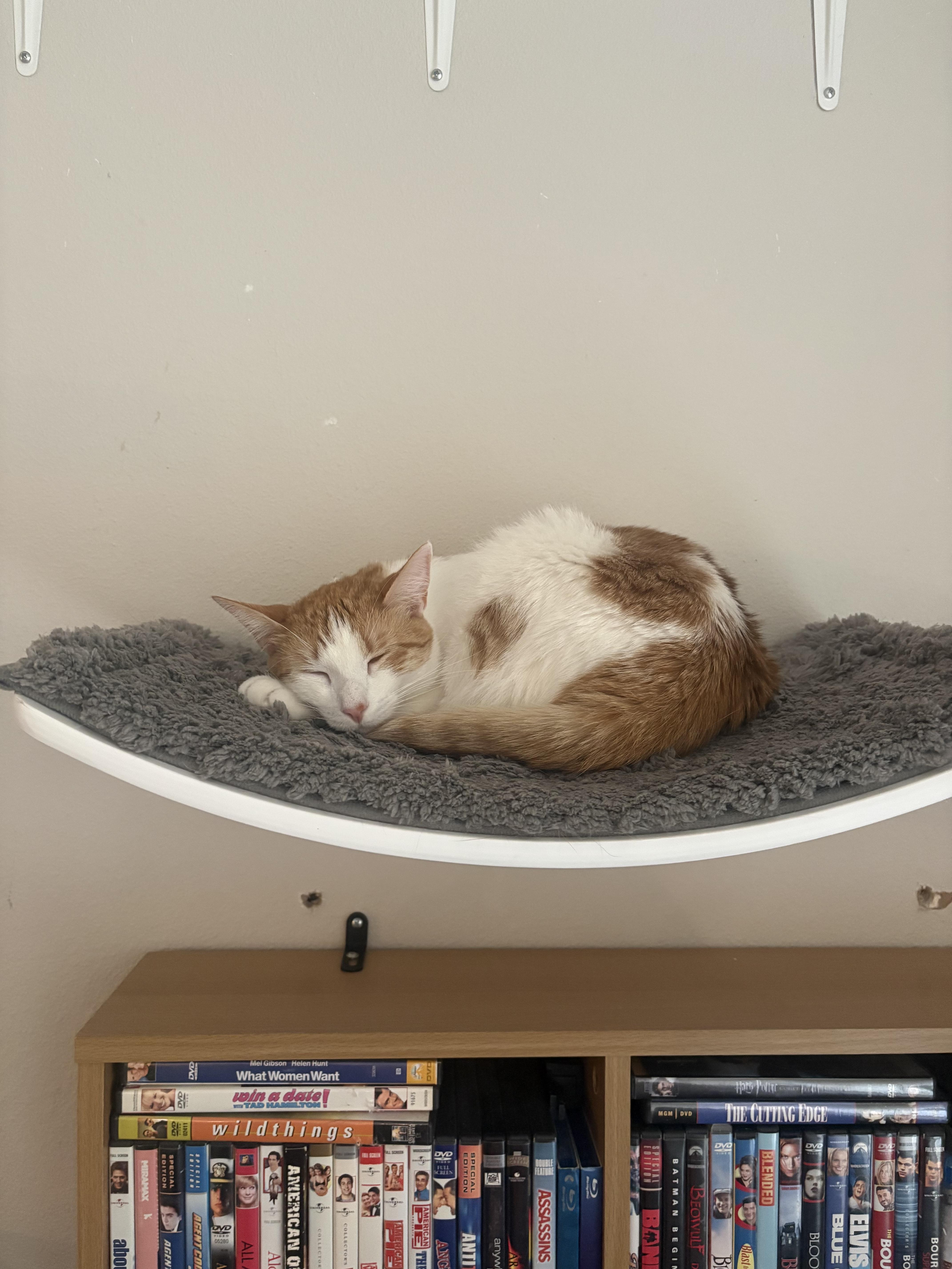 Mahana, Adoptable, Young Male Turkish Van.