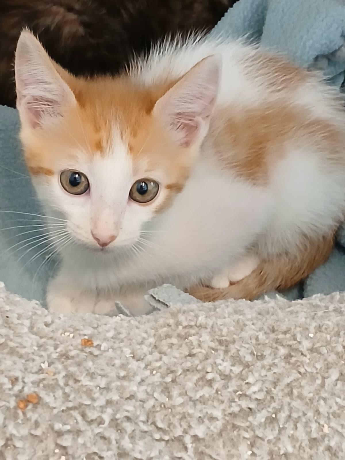 Enlarge Mahana, a Adoptable mixed breed in St Petersburg, FL image 1/6