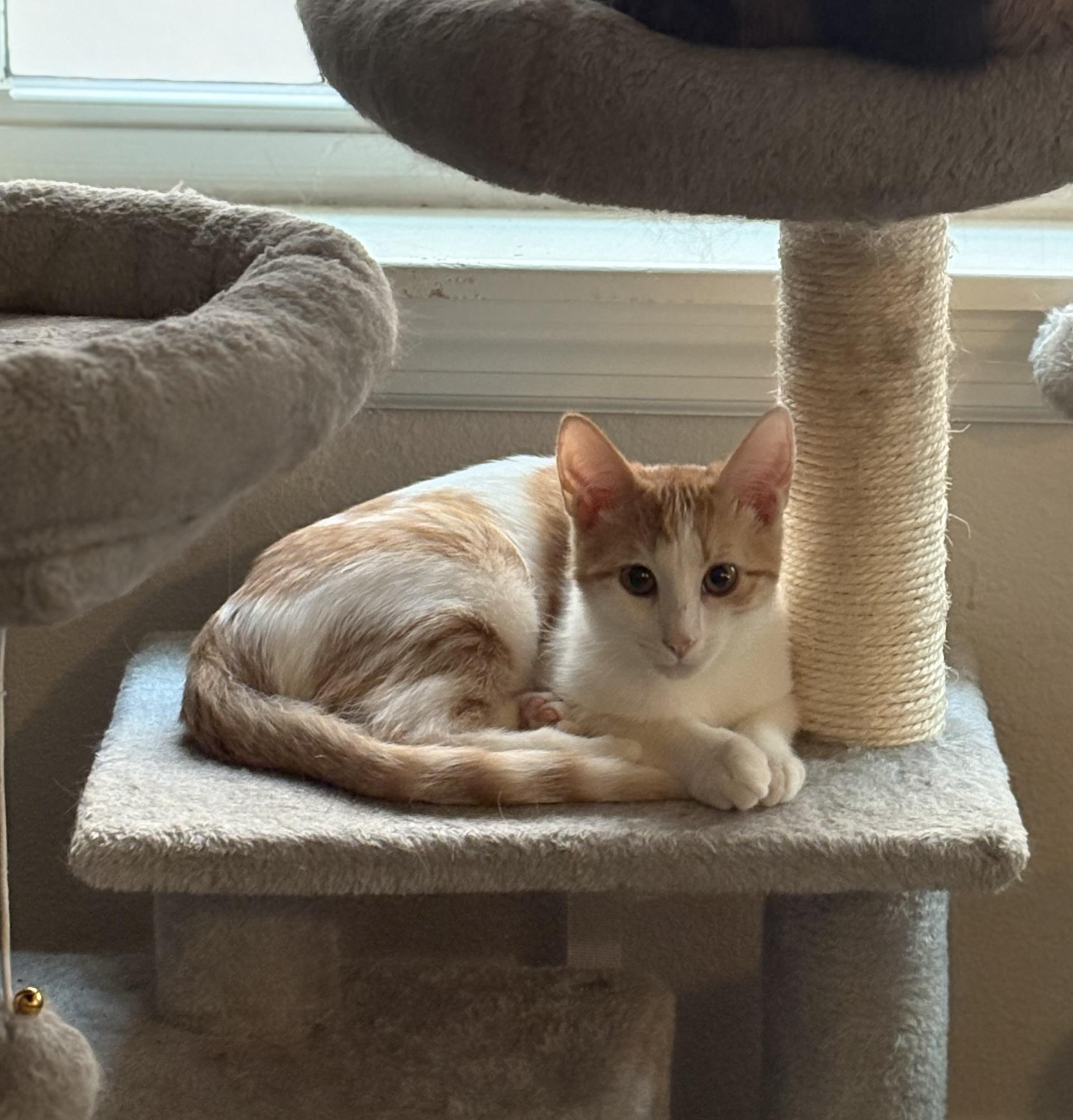 Enlarge Mahana, a Adoptable mixed breed in St Petersburg, FL image 2/6