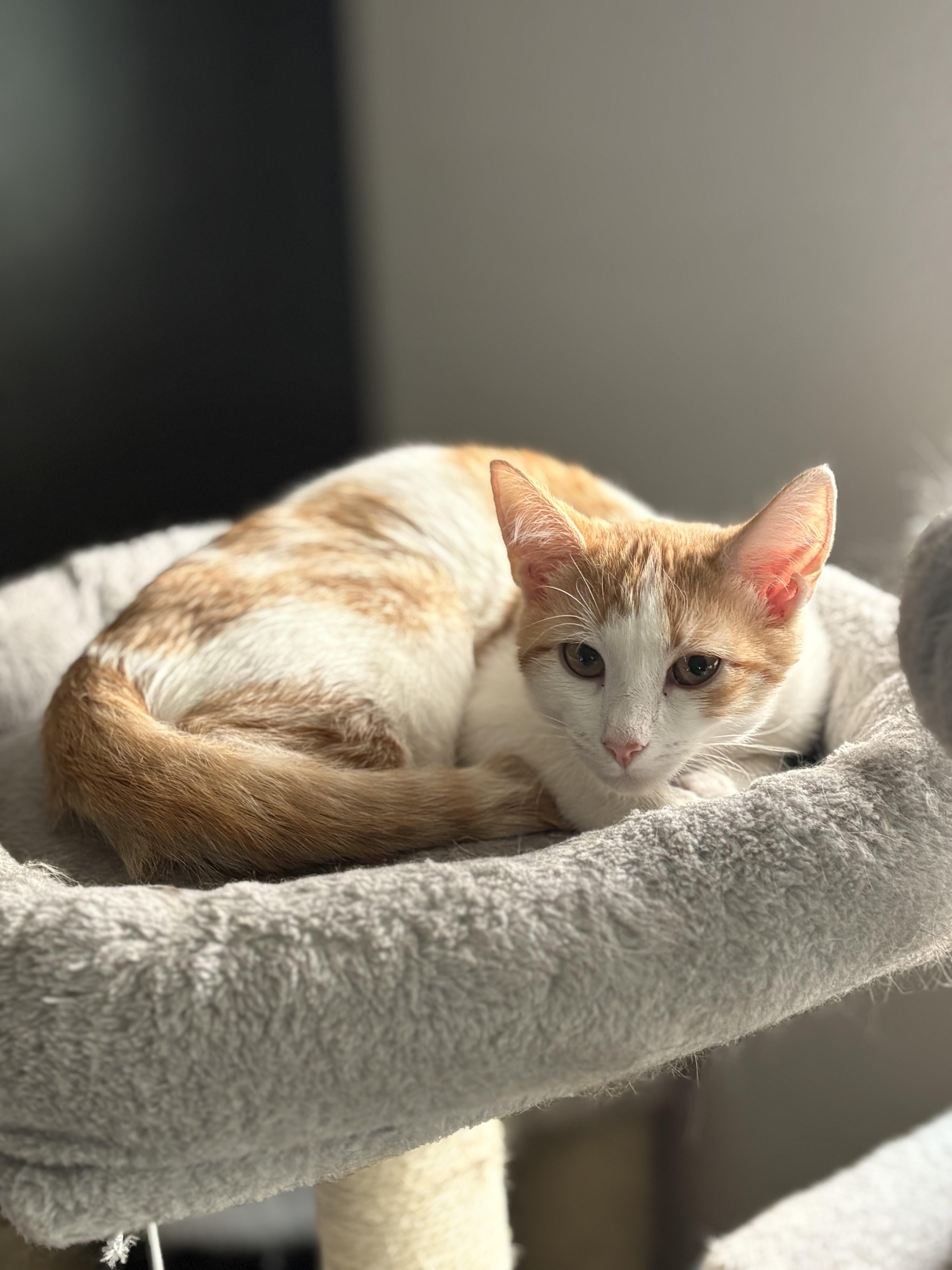 Enlarge Mahana, a Adoptable mixed breed in St Petersburg, FL image 6/6