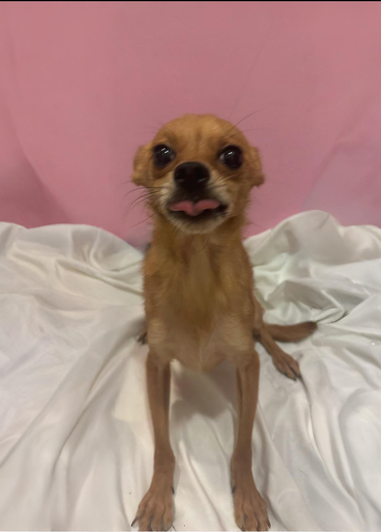 Enlarge Brett, a Adoptable mixed breed in Los Angeles, CA image 3/6