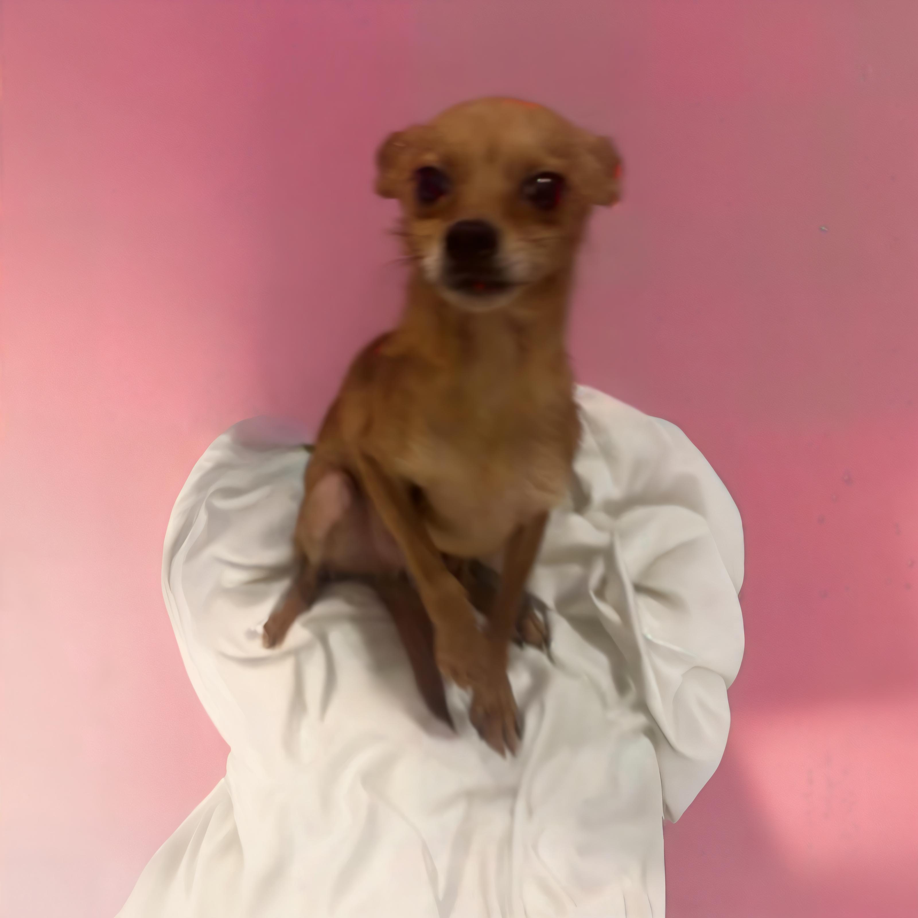 Enlarge Brett, a Adoptable mixed breed in Los Angeles, CA image 5/6