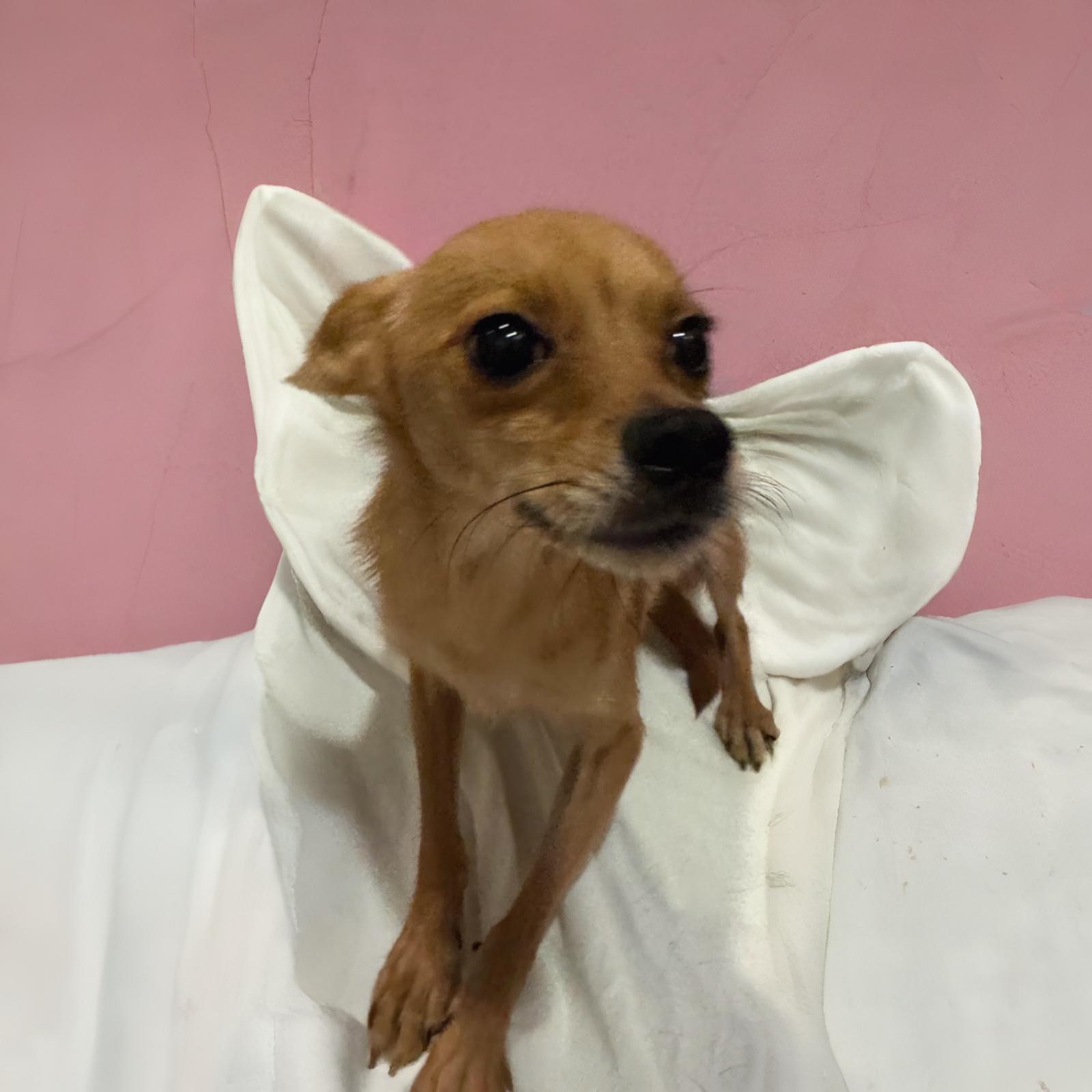 Enlarge Brett, a Adoptable mixed breed in Los Angeles, CA image 4/6