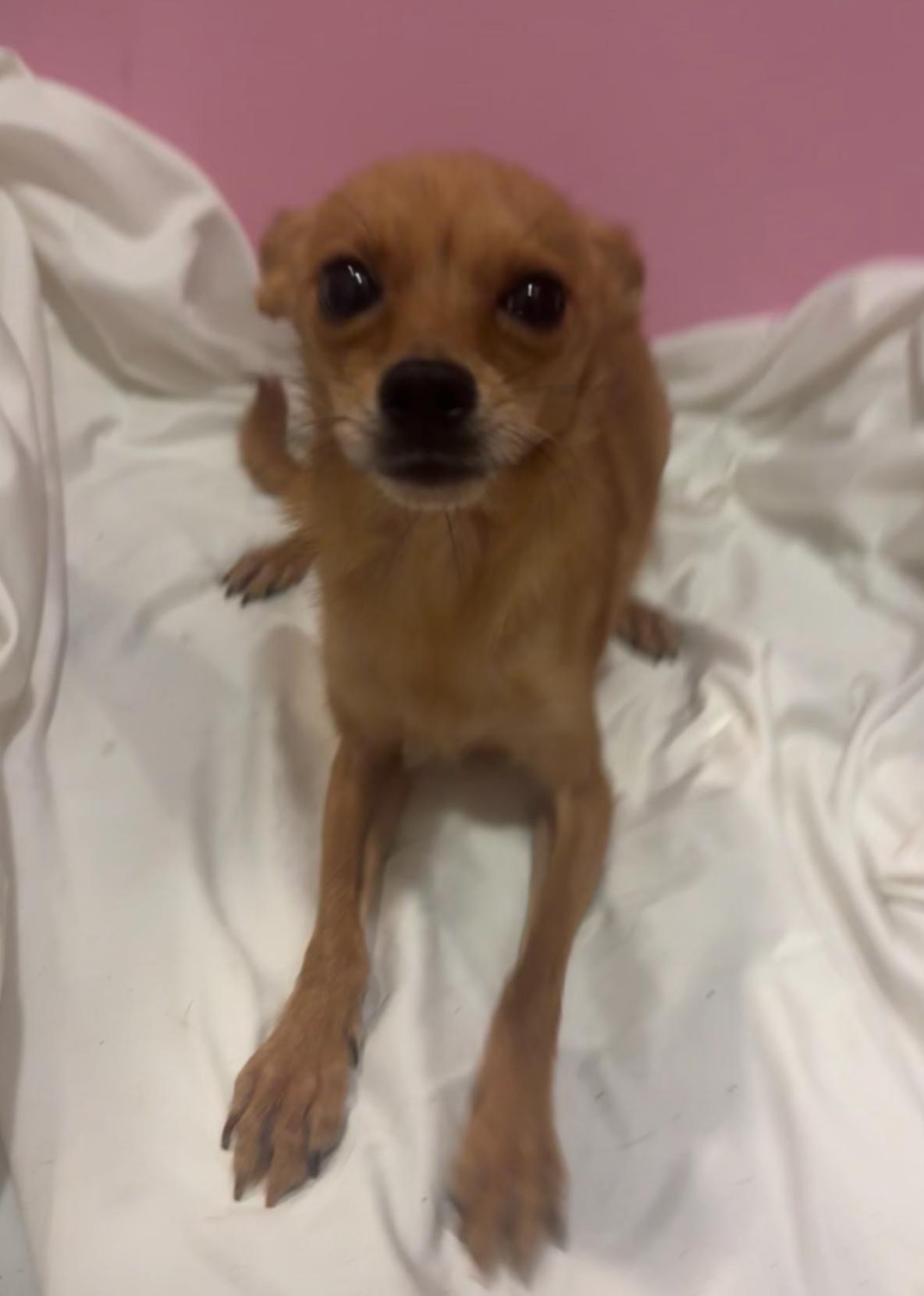 Enlarge Brett, a Adoptable mixed breed in Los Angeles, CA image 2/6