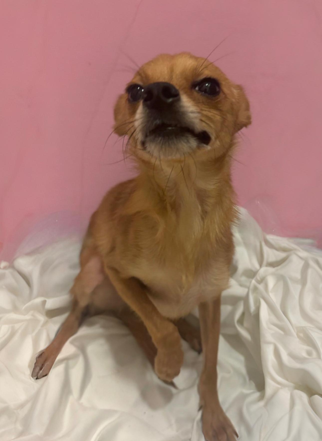 Enlarge Brett, a Adoptable mixed breed in Los Angeles, CA image 1/6