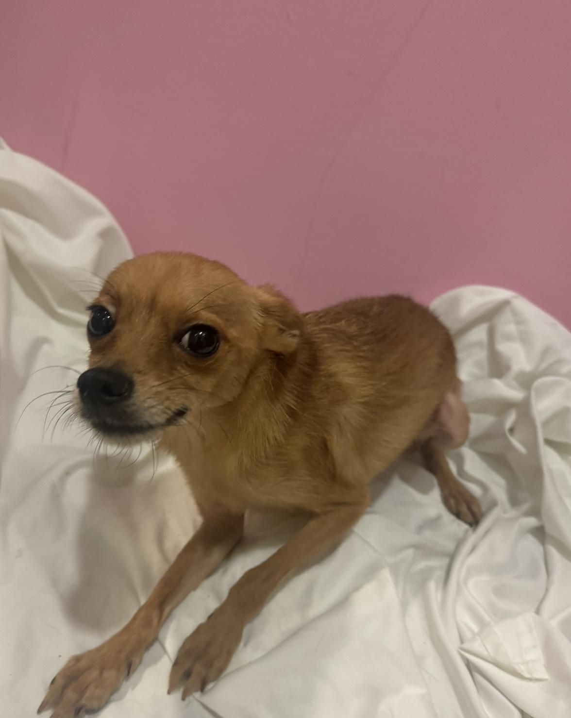 Enlarge Brett, a Adoptable mixed breed in Los Angeles, CA image 6/6