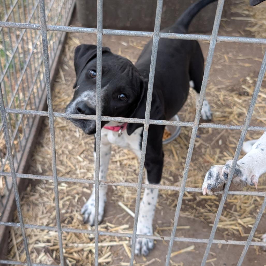 Farrah, Adoptable, Young Female Hound & Mixed Breed.