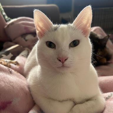 Enlarge Star, a Adoptable Domestic Short Hair in Greensboro, NC image 1/2