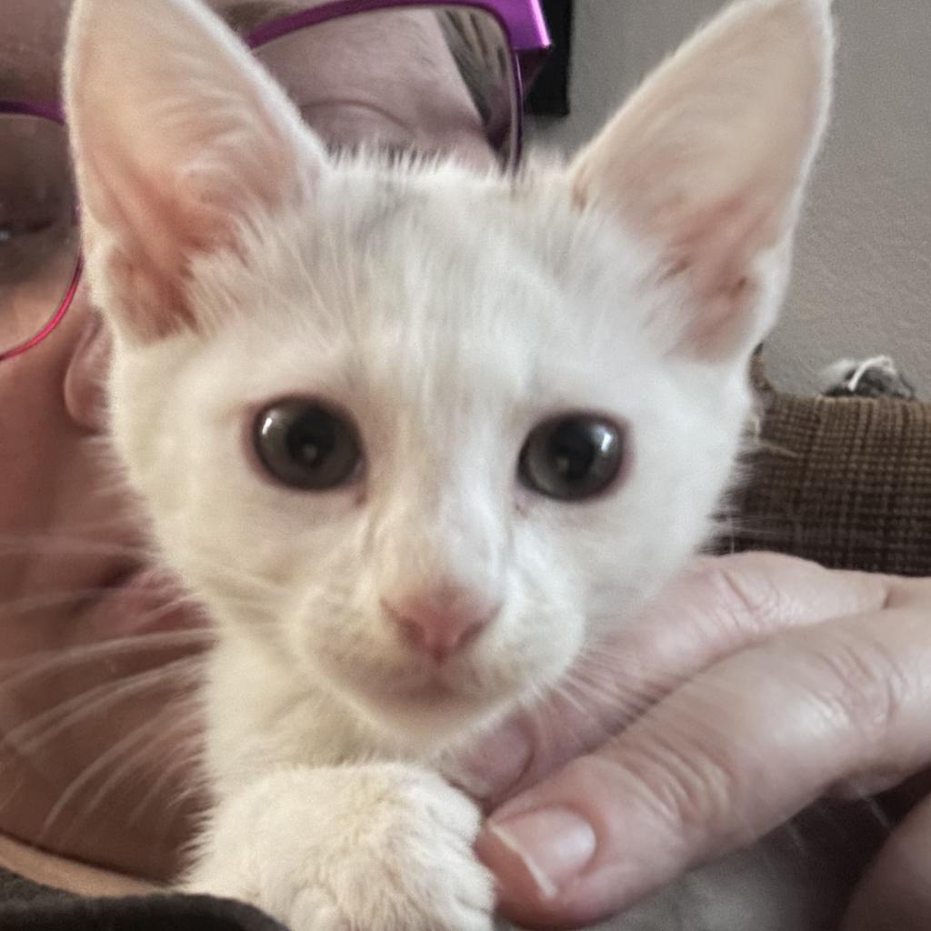 Enlarge Star, a Adoptable Domestic Short Hair in Greensboro, NC image 2/2