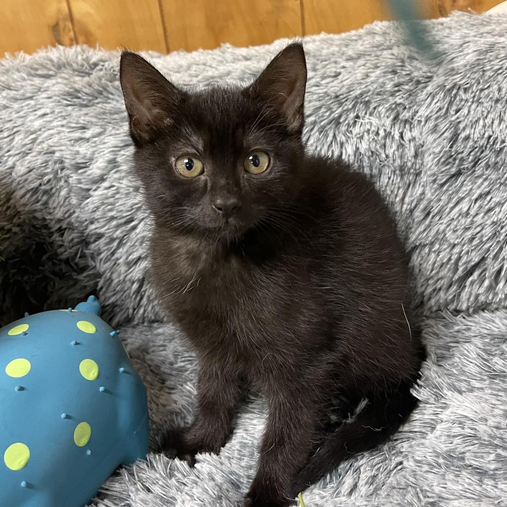 SUNBEAM (I'm sponsored - reduced adoption fee), Baby Female Domestic Medium Hair
