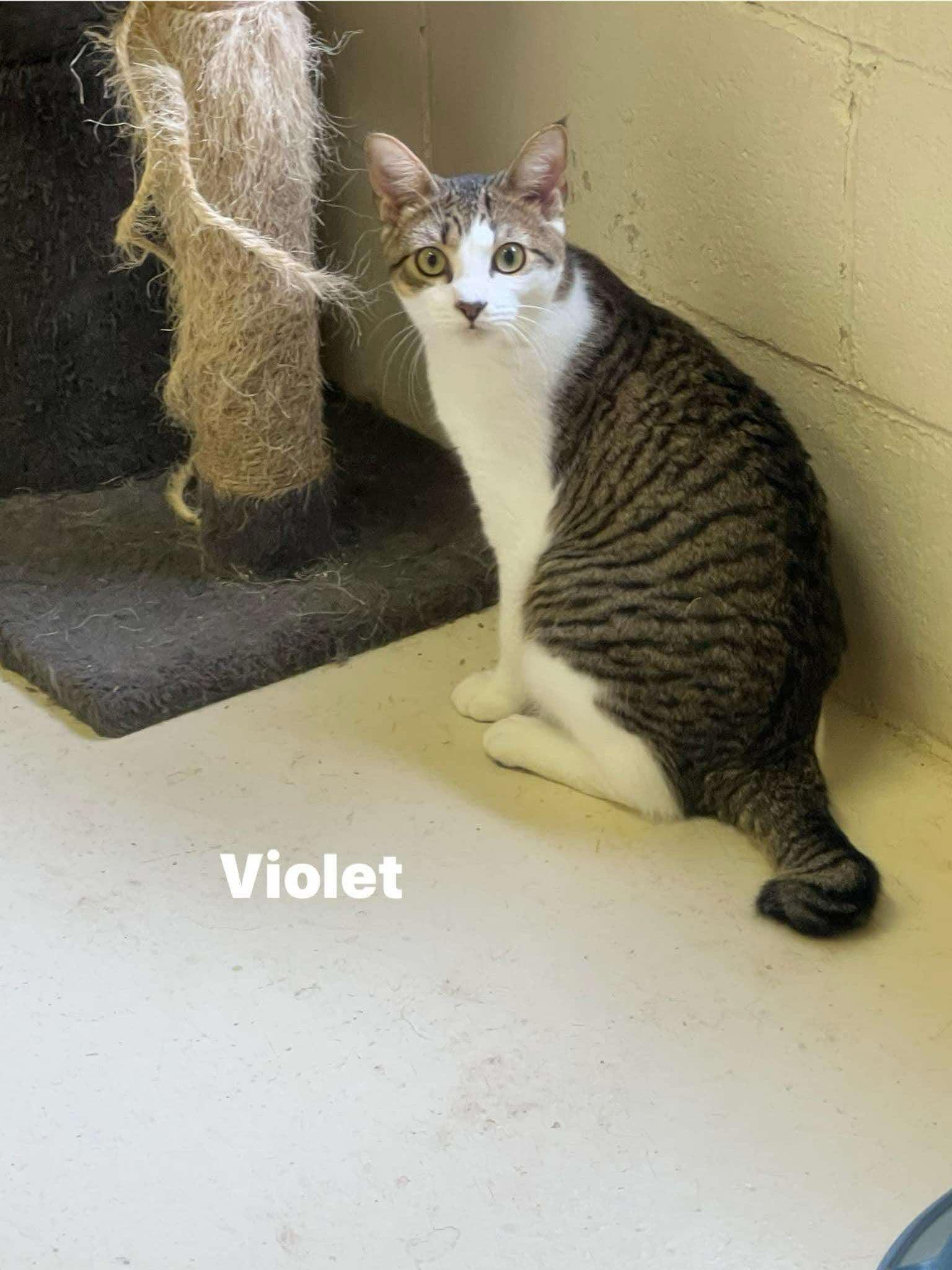Violet- Flower Litter, Adoptable, Young Female Domestic Short Hair.