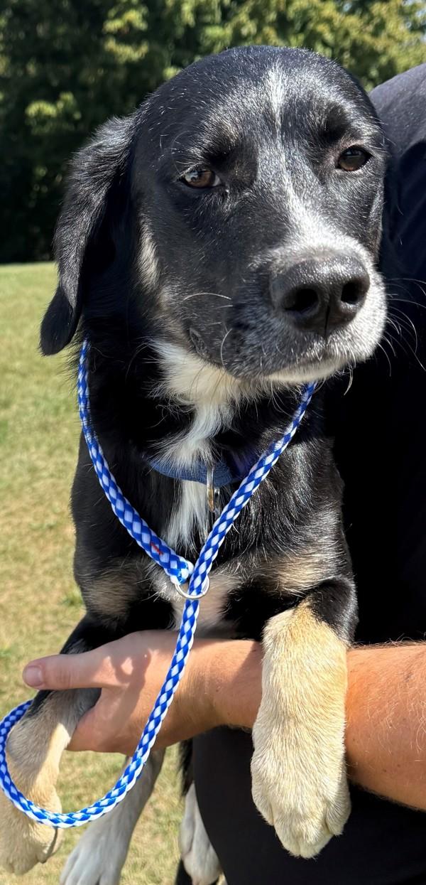 Bird, Adoptable, Adult Male Labrador Retriever.