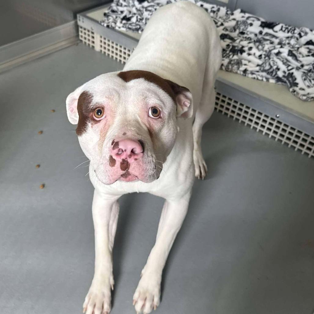 Enlarge Lewis, a Adoptable Pit Bull Terrier in Rocky Mount, VA image 1/1