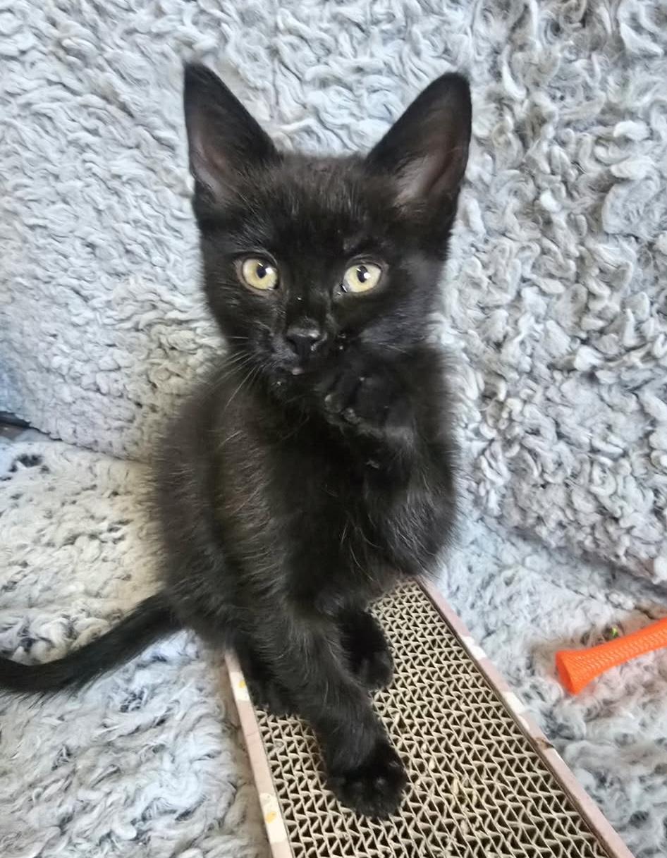 Zuko, a ADOPTABLE Domestic Short Hair in Bonney Lake, WA image 2/3