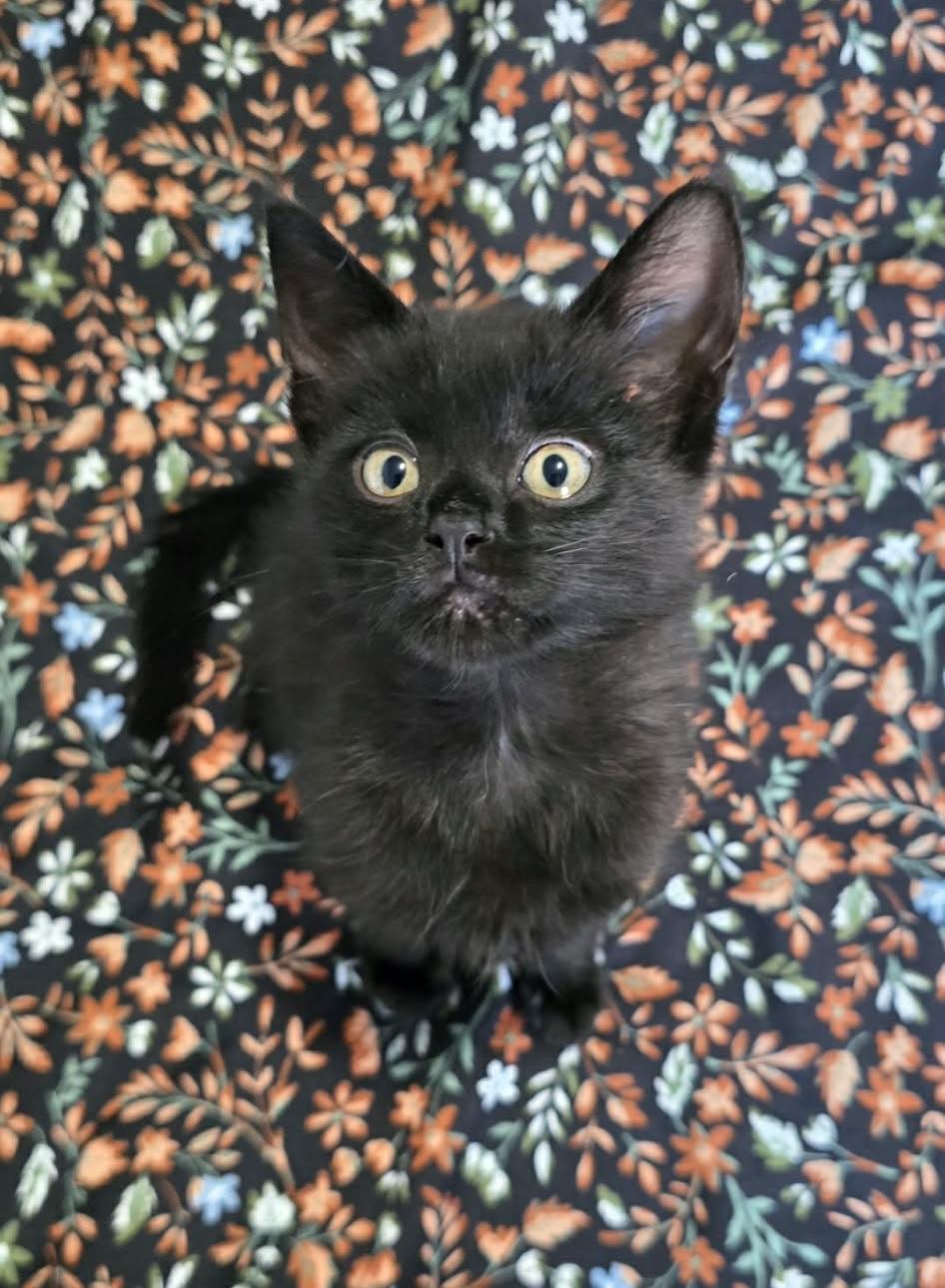 Zuko, a ADOPTABLE Domestic Short Hair in Bonney Lake, WA image 3/3