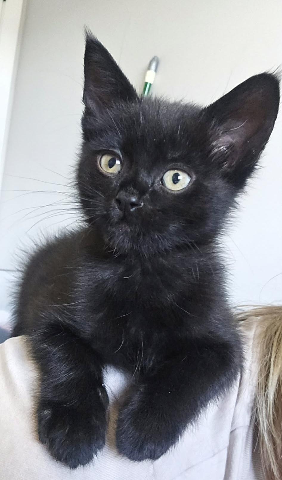 Zuko, a ADOPTABLE Domestic Short Hair in Bonney Lake, WA image 1/3