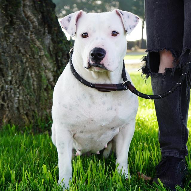 CHIQUITA, Adoptable, Young Female Pit Bull Terrier & Mixed Breed.