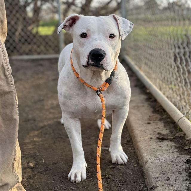 CHIQUITA, Adoptable, Young Female Pit Bull Terrier & Mixed Breed.