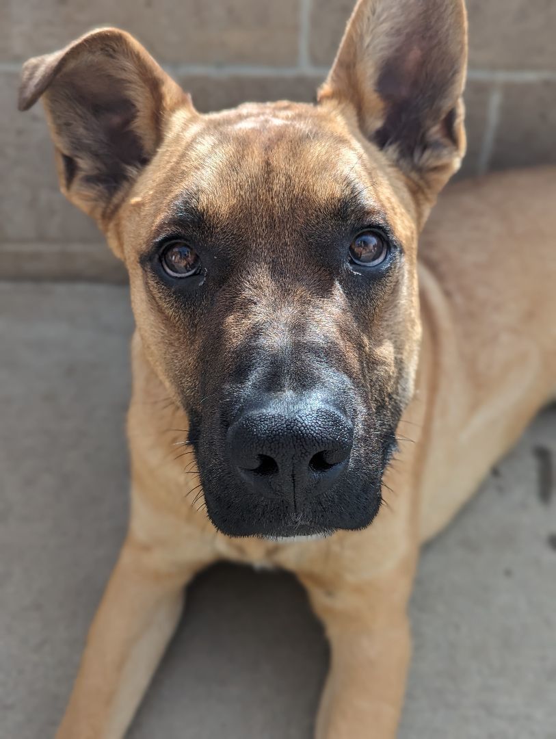 Enlarge Player, a Adoptable mixed breed in Mountain Center, CA image 2/4