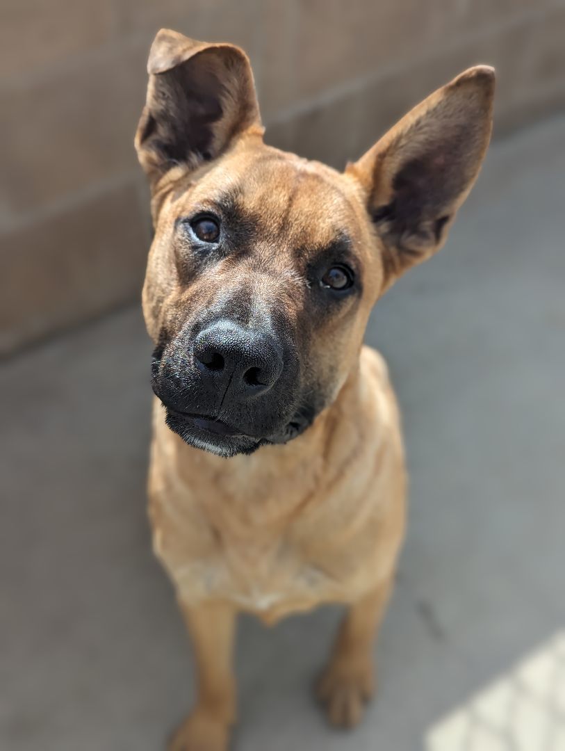 Enlarge Player, a Adoptable mixed breed in Mountain Center, CA image 3/4
