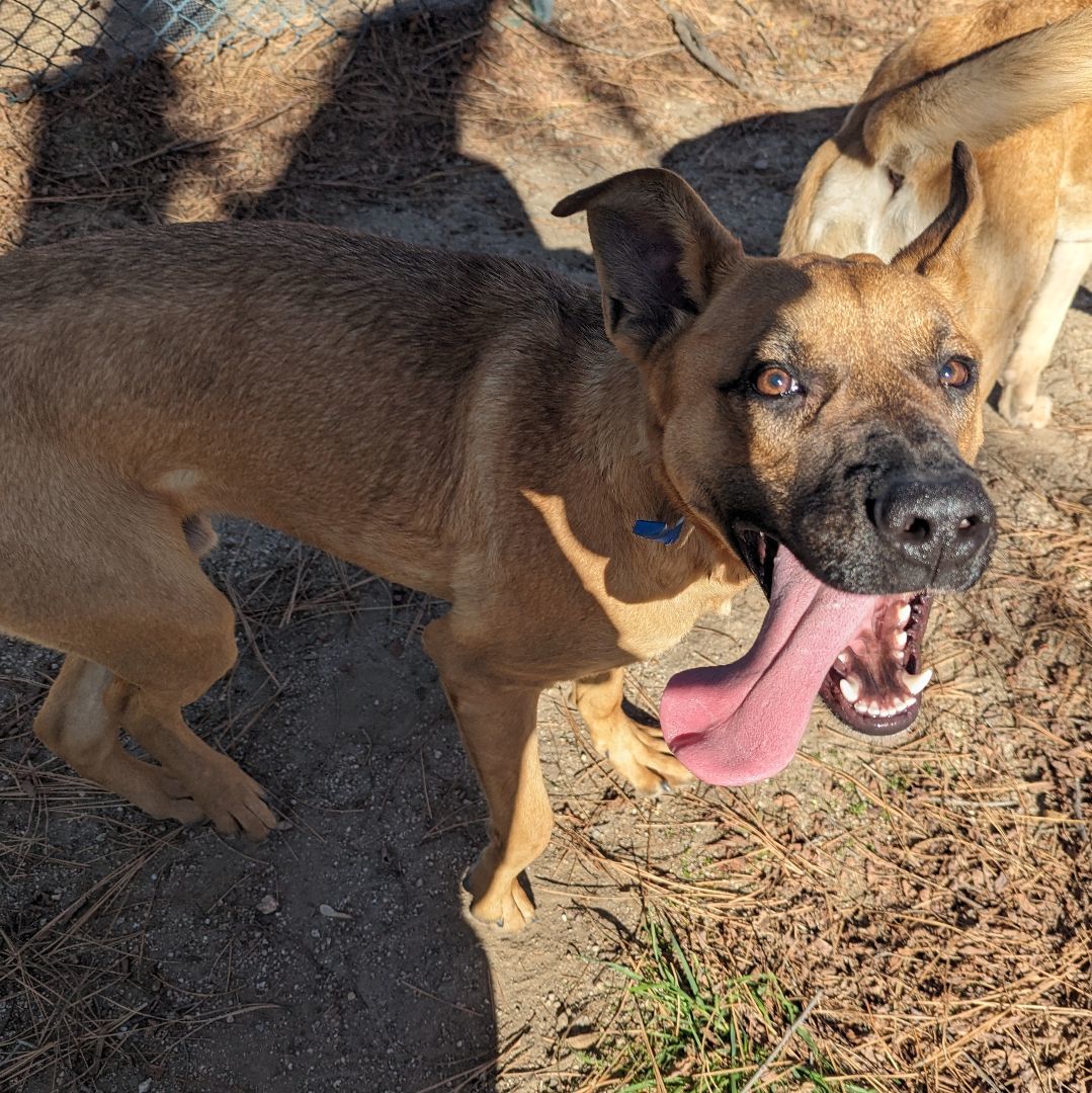 Enlarge Player, a Adoptable mixed breed in Mountain Center, CA image 4/4