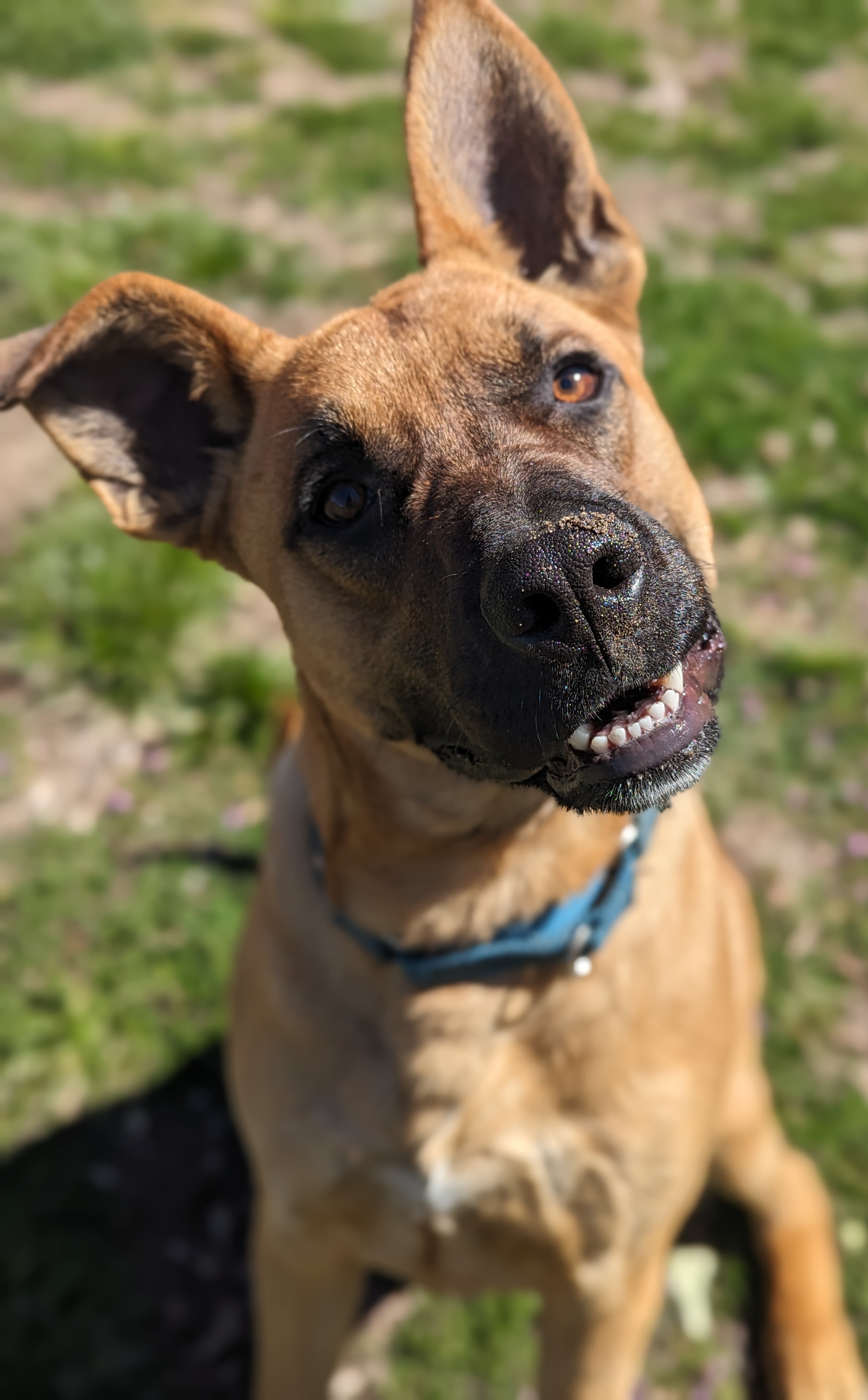 Enlarge Player, a Adoptable mixed breed in Mountain Center, CA image 1/4