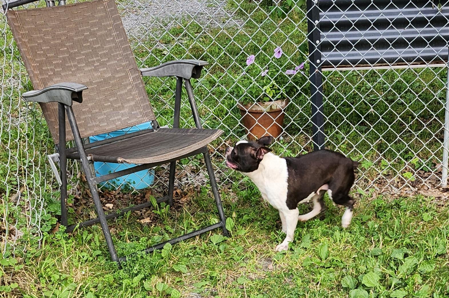 Enlarge Taylor, a ADOPTABLE Boston Terrier in Trumansburg, NY image 2/2