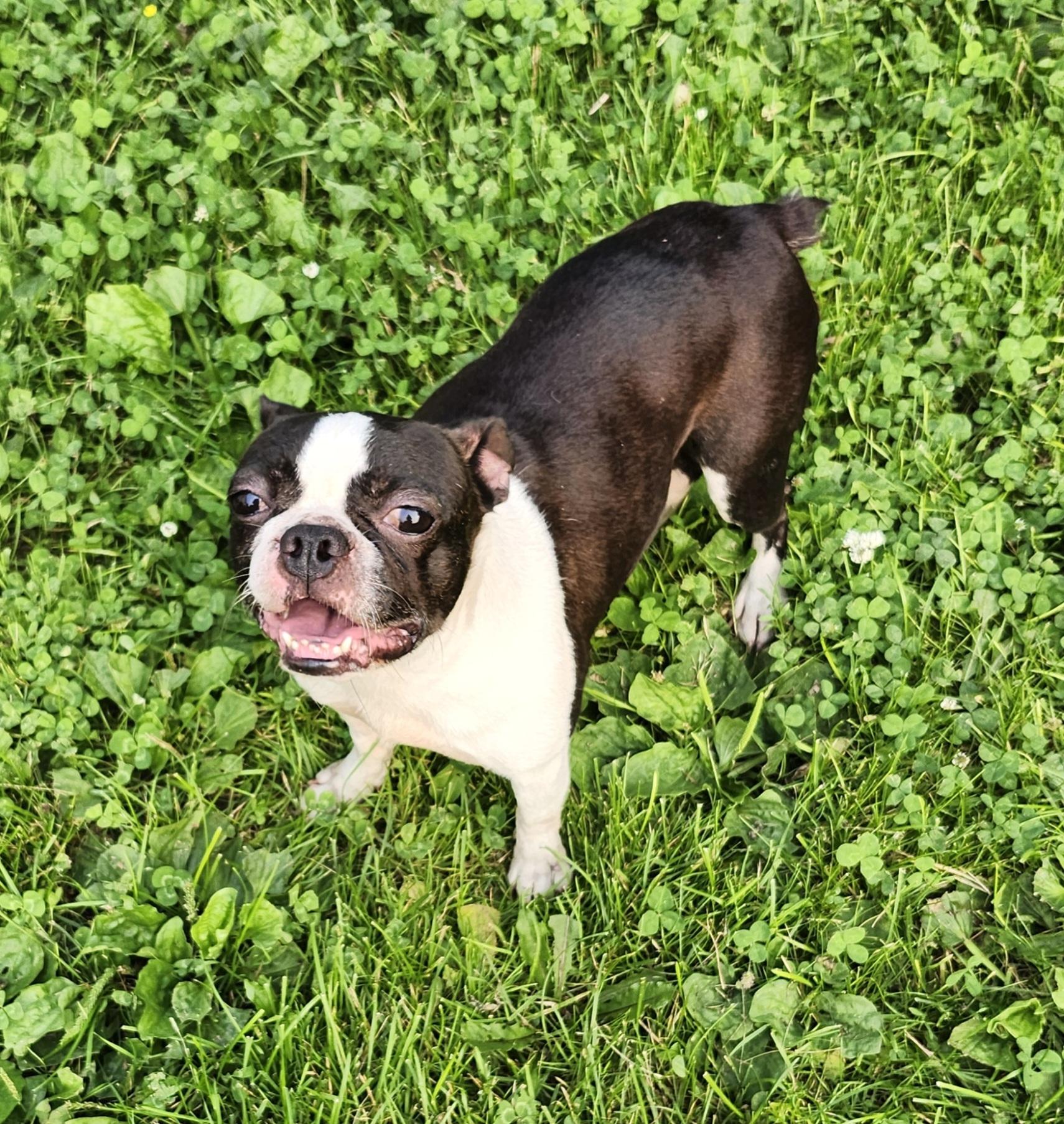 Taylor, ADOPTABLE, Adult Female Boston Terrier.