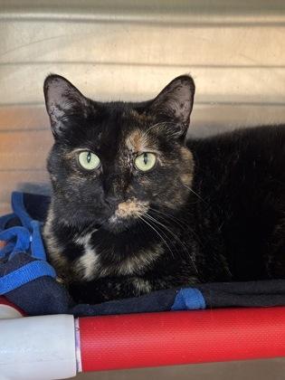 Coco, Adoptable, Adult Female Domestic Short Hair & Domestic Short Hair.