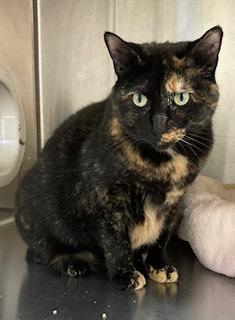 Coco, a Adoptable Domestic Short Hair in Cincinnati, OH image 2/3