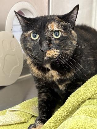 Coco, a Adoptable Domestic Short Hair in Cincinnati, OH image 3/3