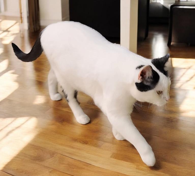 Lulu