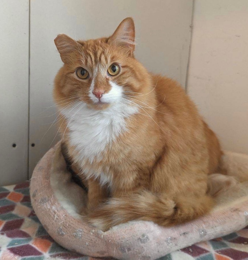 Teddy, Adoptable, Adult Male Domestic Long Hair & Maine Coon.