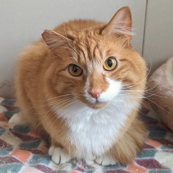 Teddy, a Adoptable mixed breed in Plainville, CT image 3/6