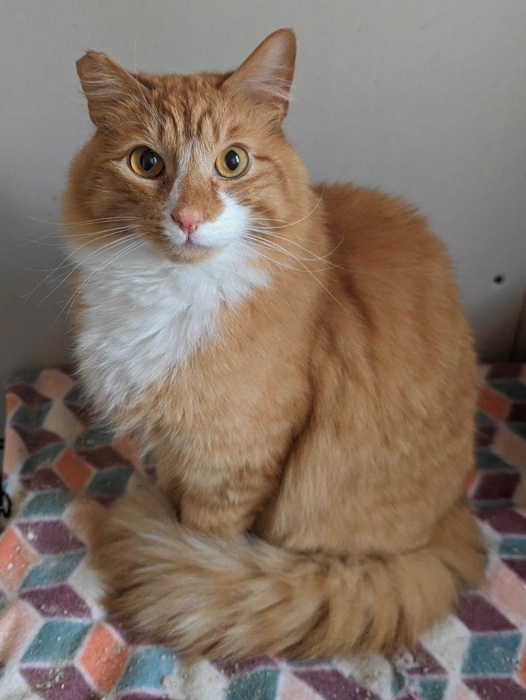 Teddy, a Adoptable mixed breed in Plainville, CT image 2/6