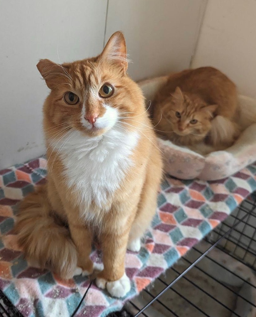 Teddy, a Adoptable mixed breed in Plainville, CT image 5/6