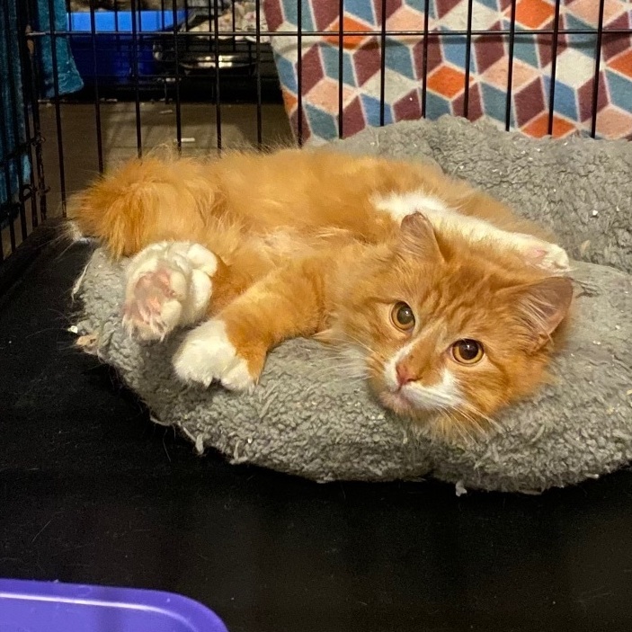 Teddy, a Adoptable mixed breed in Plainville, CT image 4/6