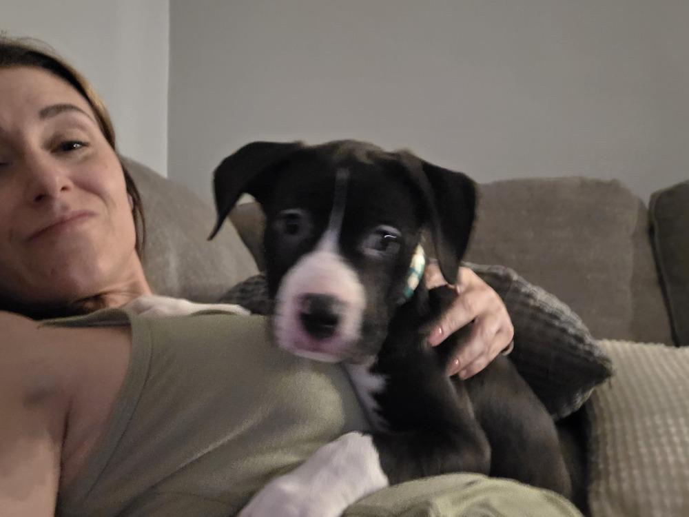 Cove, Adoptable, Puppy Female Mixed Breed.