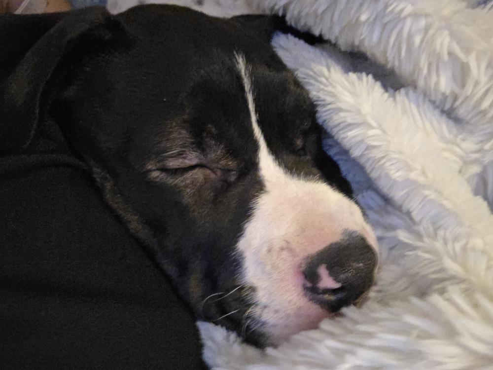 Enlarge Cove, a Adoptable mixed breed in Lincoln Park, MI image 2/6
