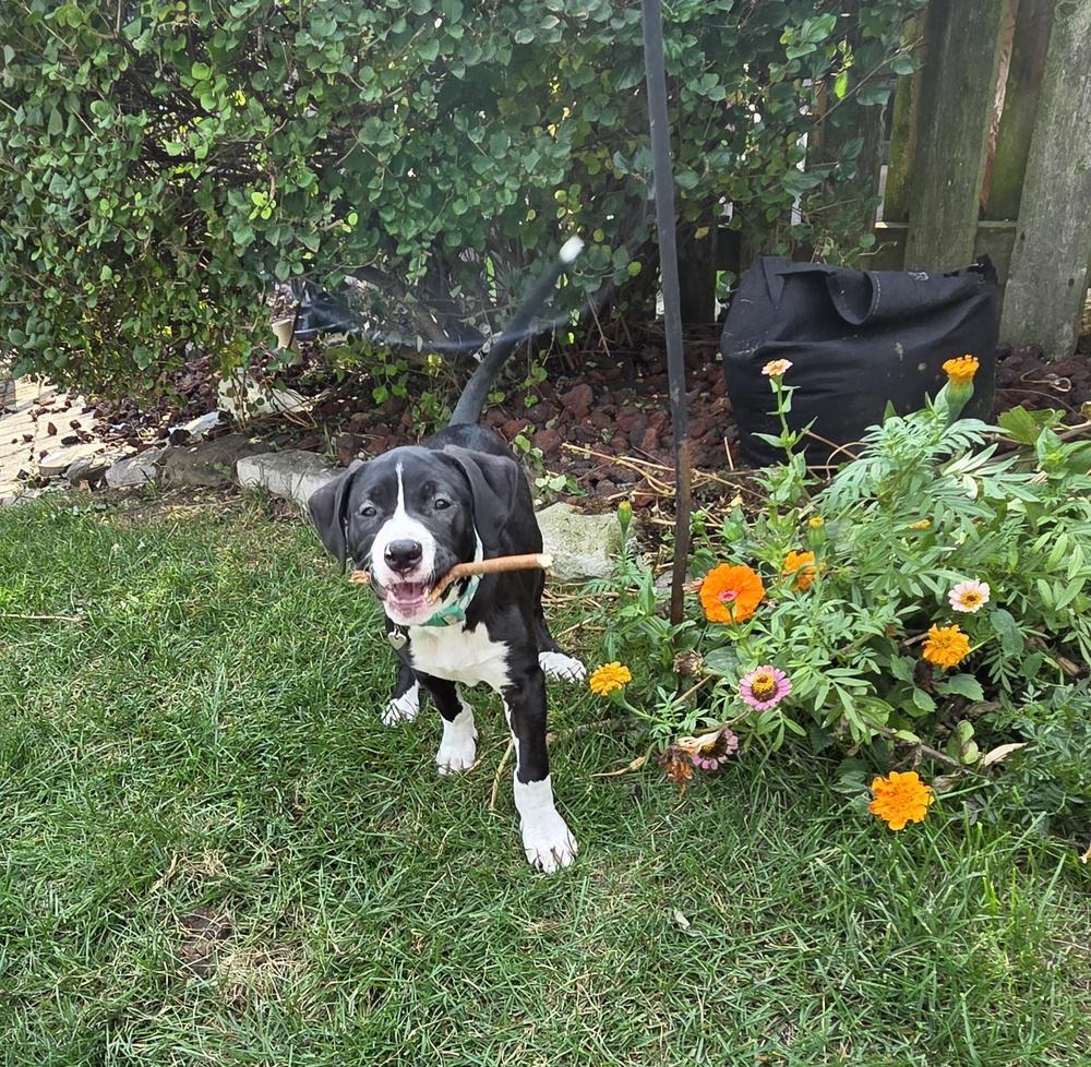 Enlarge Cove, a Adoptable mixed breed in Lincoln Park, MI image 3/6