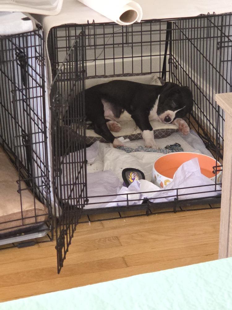 Enlarge Cove, a Adoptable mixed breed in Lincoln Park, MI image 4/6