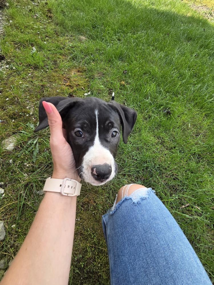 Enlarge Cove, a Adoptable mixed breed in Lincoln Park, MI image 5/6