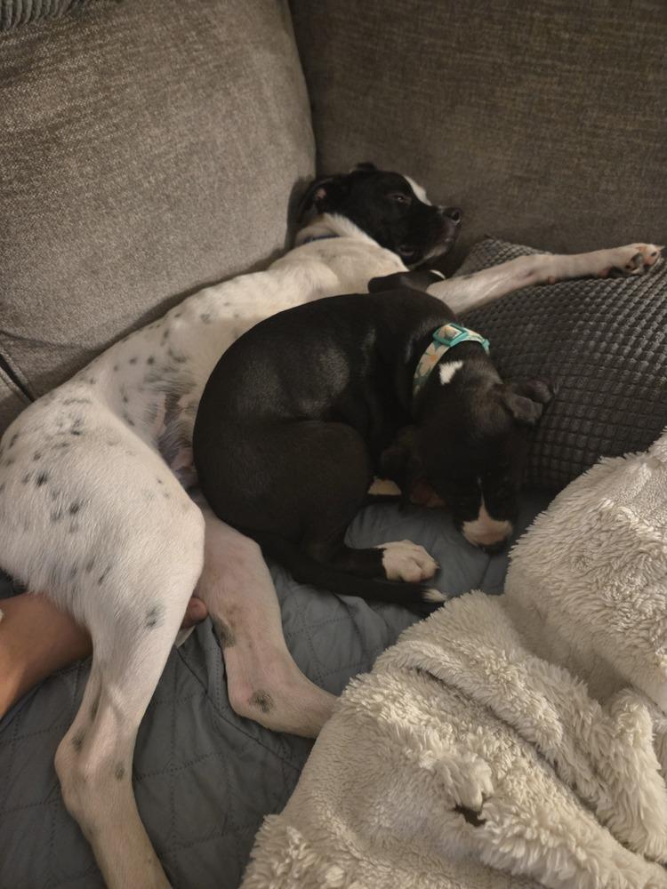 Enlarge Cove, a Adoptable mixed breed in Lincoln Park, MI image 6/6