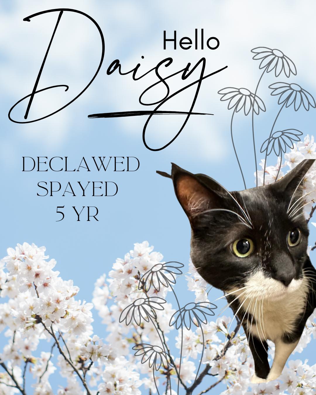 Enlarge Daisy, a ADOPTABLE Domestic Short Hair in Watauga, TX image 1/1